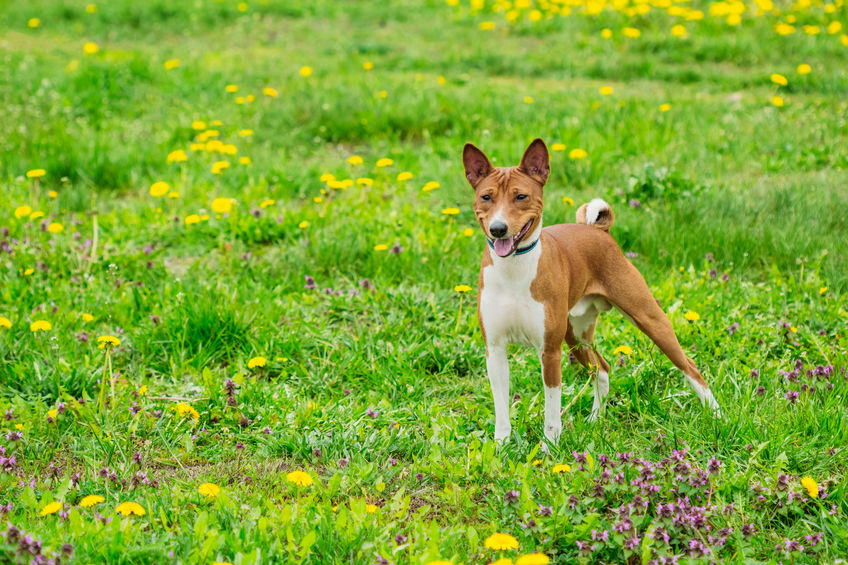 cane Basenji