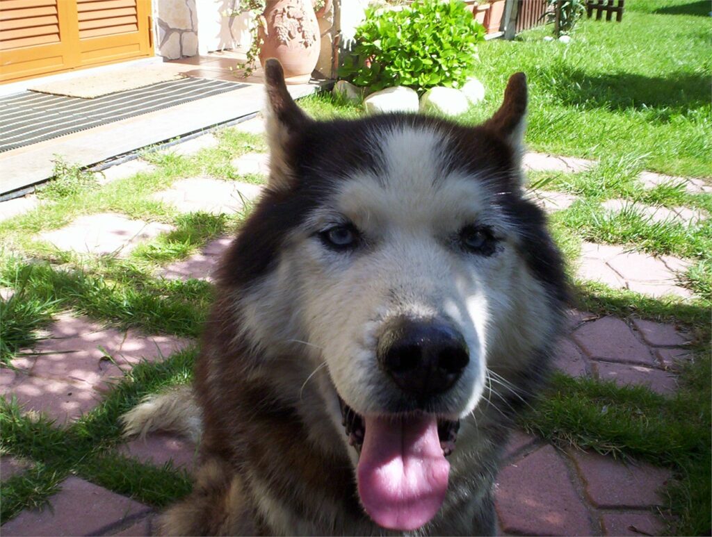 razze canine